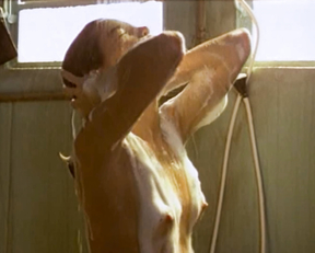 Lidia Brondi nude - O Beijo No Asfalto (1981)