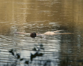 Gina Stiebitz, Lisa Vicari - Dark s02e06 (2019)