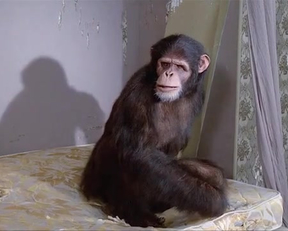 Sabine Haudepin nude - Max Mon Amour