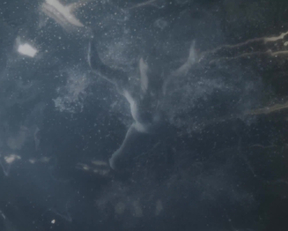 Jennifer Lawrence naked - Passengers