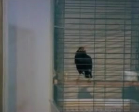 Donatella Damiani In La Liceale Seduce I Professori - Film nackt