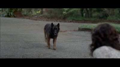 Carla Gugino Downblouse Feeding The Dog Plot From Gerald's Game - Film nackt