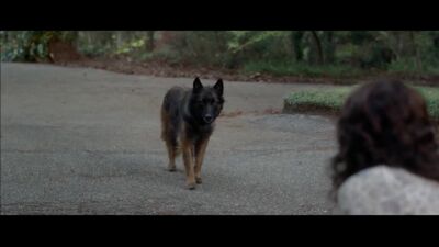 Carla Gugino Downblouse Feeding The Dog Plot From Gerald's Game - Film nackt