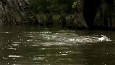 Jennifer Lynn Warren Fully Nude In Creature - Film nackt