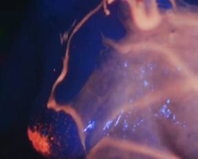 Lanisa Dawn, Brittany Drisdelle, Madeline Harvey, Samantha Hodhod - Aquaslash (2019)