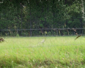 Gina Philips nude - Jeepers Creepers (2001)