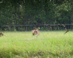 Gina Philips nude - Jeepers Creepers (2001)