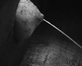 Elina Lowensohn nude - Boro in the Box (2011)