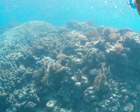 Sarita Choudhury – A Hologram for the King (2016)